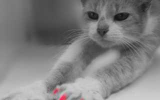 Ногти для кошек фото